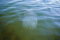 Large transparent jellyfish in clear water near the sandy shore on a clear day. Royalty Free Stock Photo