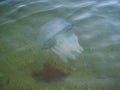 Large transparent jellyfish in clear water near the sandy shore on a clear day Royalty Free Stock Photo