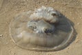 A large transparent tropical jellyfish lies on the yellow sand