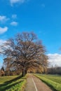 Large Tree Alongside Road, branches Royalty Free Stock Photo