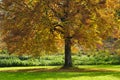 Large tree with autumn leaves