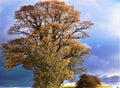 Large Tree In Northumberland, England. Royalty Free Stock Photo