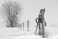 Large tree with a barb wire fence post running past it into the distance.