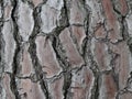 Large, tree bark  background texture, close up Royalty Free Stock Photo