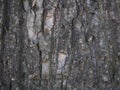 Large tree bark rough texture Royalty Free Stock Photo