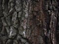Large tree bark rough texture Royalty Free Stock Photo