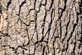 Large tree bark wallpaper, cracked tree bark, old tree, texture, wood
