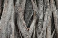Large tree bark wood texture background Royalty Free Stock Photo