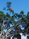 A Large Tree Being Pruned