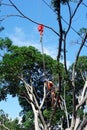 A Large Tree Being Pruned