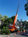 A Large Tree Being Pruned