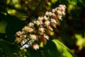 A large tree blooming blossoms Royalty Free Stock Photo