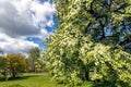 A large tree of blossoming bird cherry in Rigas central park Royalty Free Stock Photo