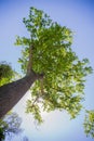 Large tree Royalty Free Stock Photo