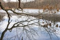 Large tree branches reflecting the the calm waters of a lake, Upstate New York Royalty Free Stock Photo