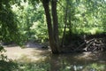 Large Tree on the creek bank Royalty Free Stock Photo