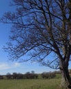 Large tree at Crookham, Northumberland, England. UK