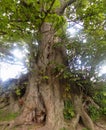 Large tree in Crookham Northumerland, England. UK