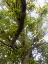 Large tree in Crookham Northumerland, England. UK