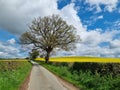 Large Tree by an English Country Lane and Agrigultural Farm Fields and a Summer Cloudy Blue Sky Royalty Free Stock Photo