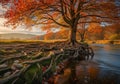 Large tree with exposed roots beside Royalty Free Stock Photo