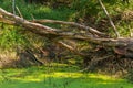 A large tree is fallen over a pond which is covered with green plankton Royalty Free Stock Photo