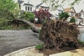 Large Tree Damage Natural Disaster Rain Storm Destruction Tree Removal Royalty Free Stock Photo