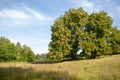 Large tree forest field nature scene in Markische Schweiz Buckow Buckow Brandenburg Germany Royalty Free Stock Photo