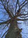 A large old leaveless oak under bright blue sky. Royalty Free Stock Photo