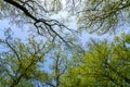 A large tree in a forest Royalty Free Stock Photo