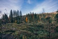 A large tree in a forest a mountain Royalty Free Stock Photo