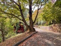 Large Tree on Forest Road with Wooden Cabins in Autumn Royalty Free Stock Photo