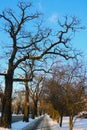 A large tree without a fox on a sunny winter day in the park Royalty Free Stock Photo