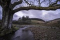 A large tree, framing a small river running through the hills of the Brecon Beacons in Wales.