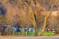 Large tree in front of a house