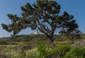 Large Tree in Front of Lighthouse