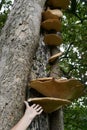 Large tree fungi with hand to denote size