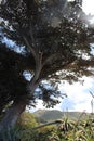 Large Tree with Grassy Hills Royalty Free Stock Photo