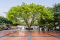 Large tree at the Great Hall of the People in Chongqing, China Royalty Free Stock Photo