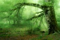 Large tree in green forest with a mystical or magical appearance. Spain