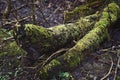 Large Tree with Green Fresh Moss Growing On Fallen Tree Logs