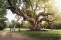 A large tree with a group of people walking around it Royalty Free Stock Photo