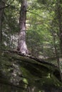 Large tree growing on boulder