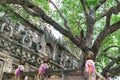 Large tree growing over buddhist temple in india Royalty Free Stock Photo