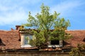 Large tree growing from rusted metal gutter between two destroyed roof windows and broken roof tiles on abandoned old building Royalty Free Stock Photo