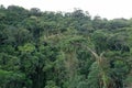 A Large tree that is growing sidewards with many lianes hanging down from the top