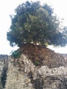 Large tree growing in structure in Kohunlich Mayan ruins