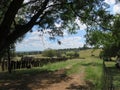 A Large Tree with hanging leaves welcomes a dirt road surrounded by wooden fencing leading into the farm`s green landscapes