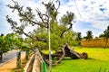 A fallen tree Royalty Free Stock Photo