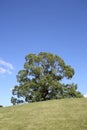 Large tree on hill Royalty Free Stock Photo